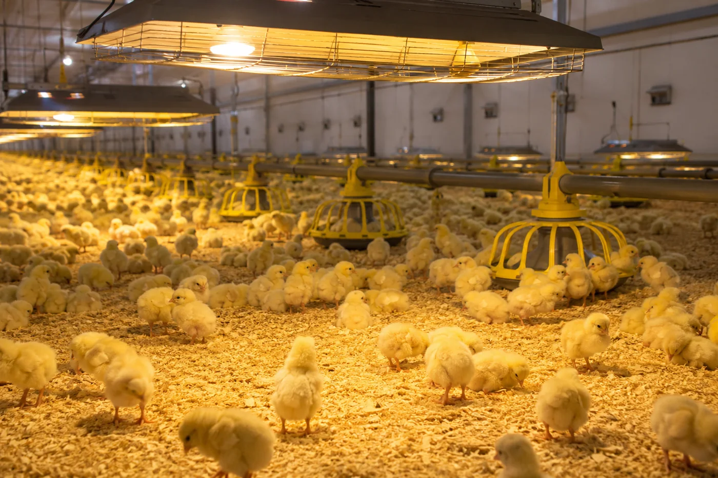 Broiler Brooding: Why It's Decided Before the Chicks Arrive