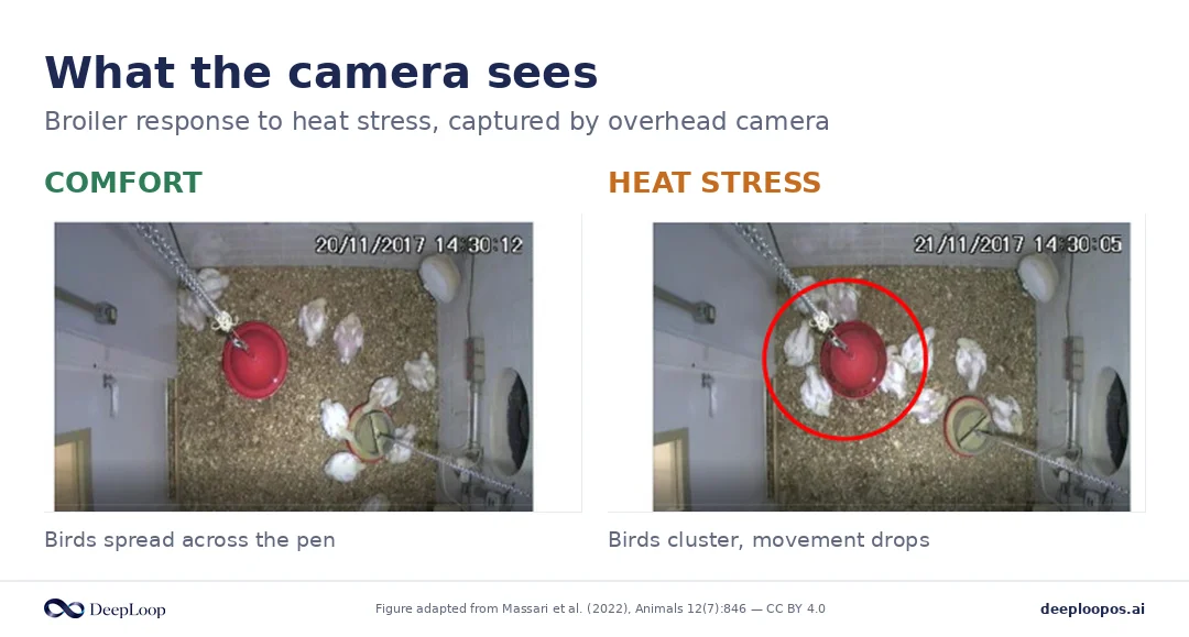 The same pen in comfort versus heat stress — visible difference in bird distribution, no sensor required.