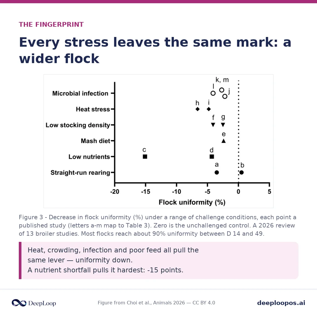 From the 2026 review - individual stressors each cost a broiler flock only a few points of uniformity; they add up.