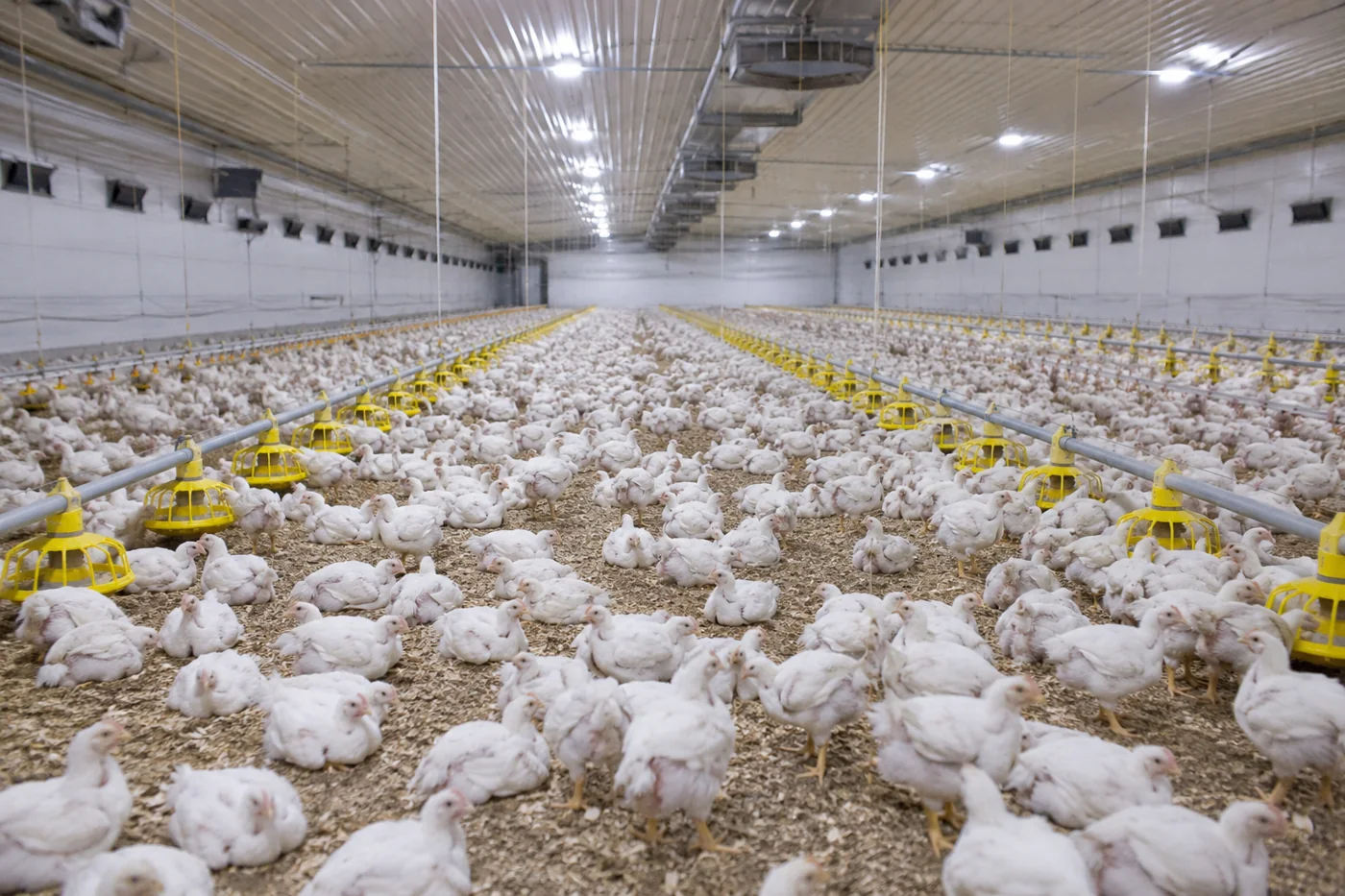 Broiler Uniformity: The Average Weight Is Lying to You