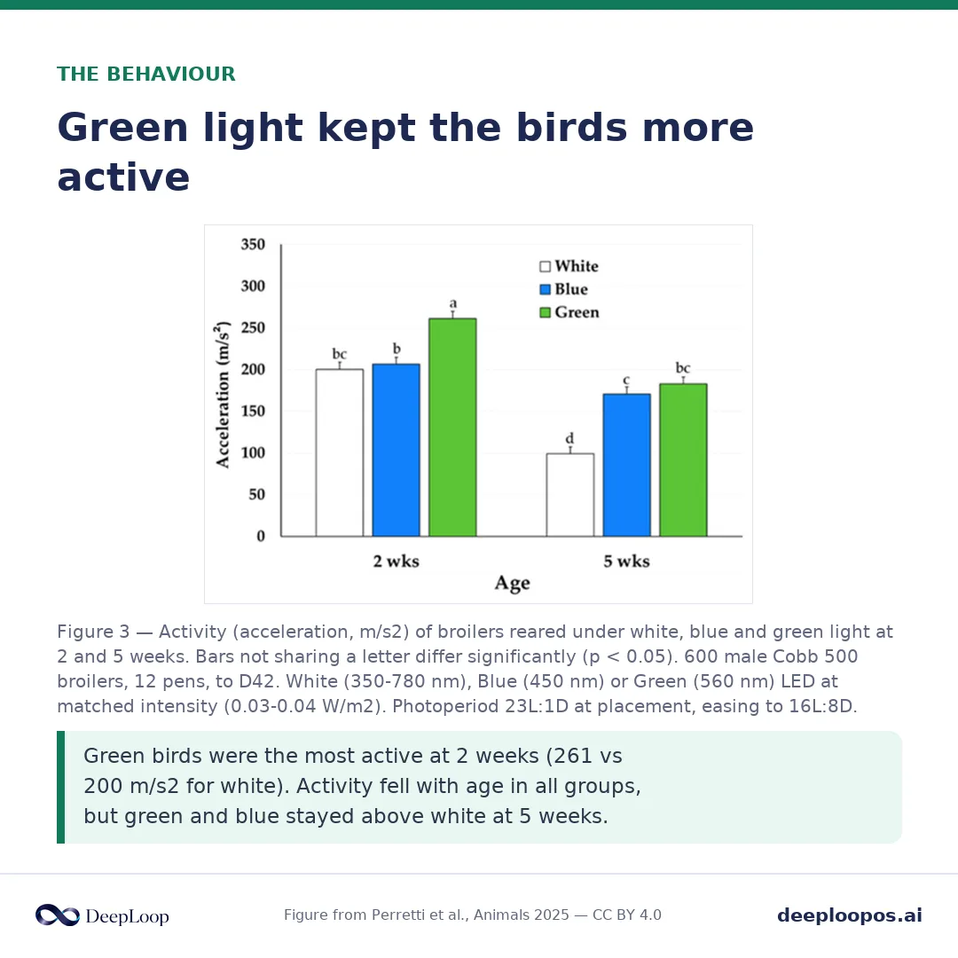 From the light-colour study - final weight and FCR were unchanged across white, blue and green; behaviour and activity differed.