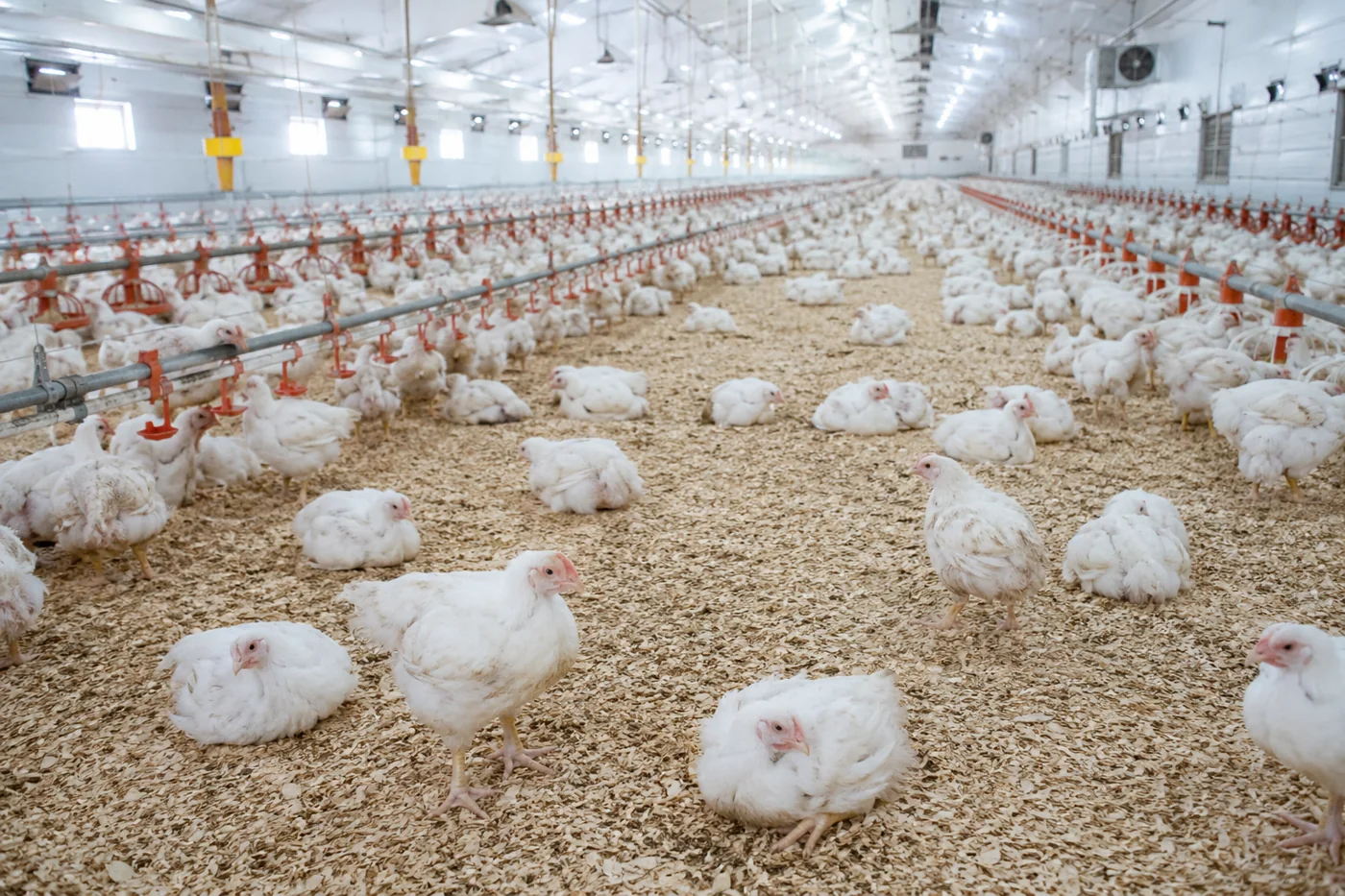 Broiler Litter and Air Quality: Wet Litter Is the Whole Game