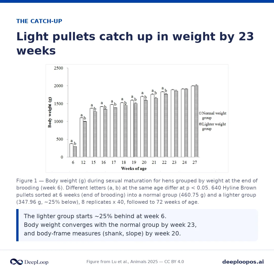 From the early-deficit study - pullets that were 25% light at 6 weeks recovered weight but not full lifetime production.