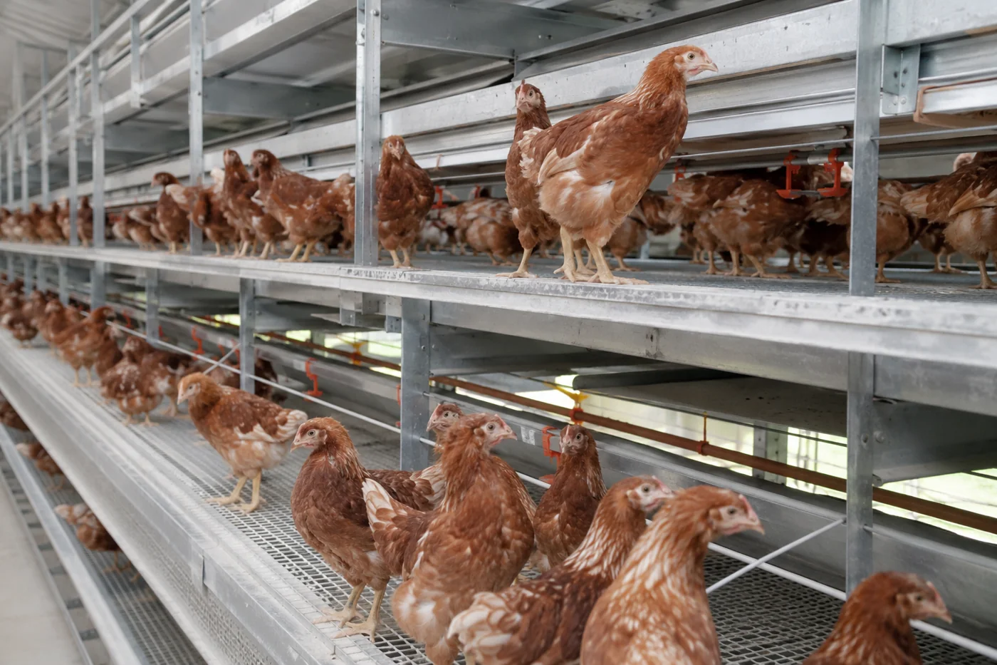 Layer Rearing: The Rearing House Sets the Laying Life