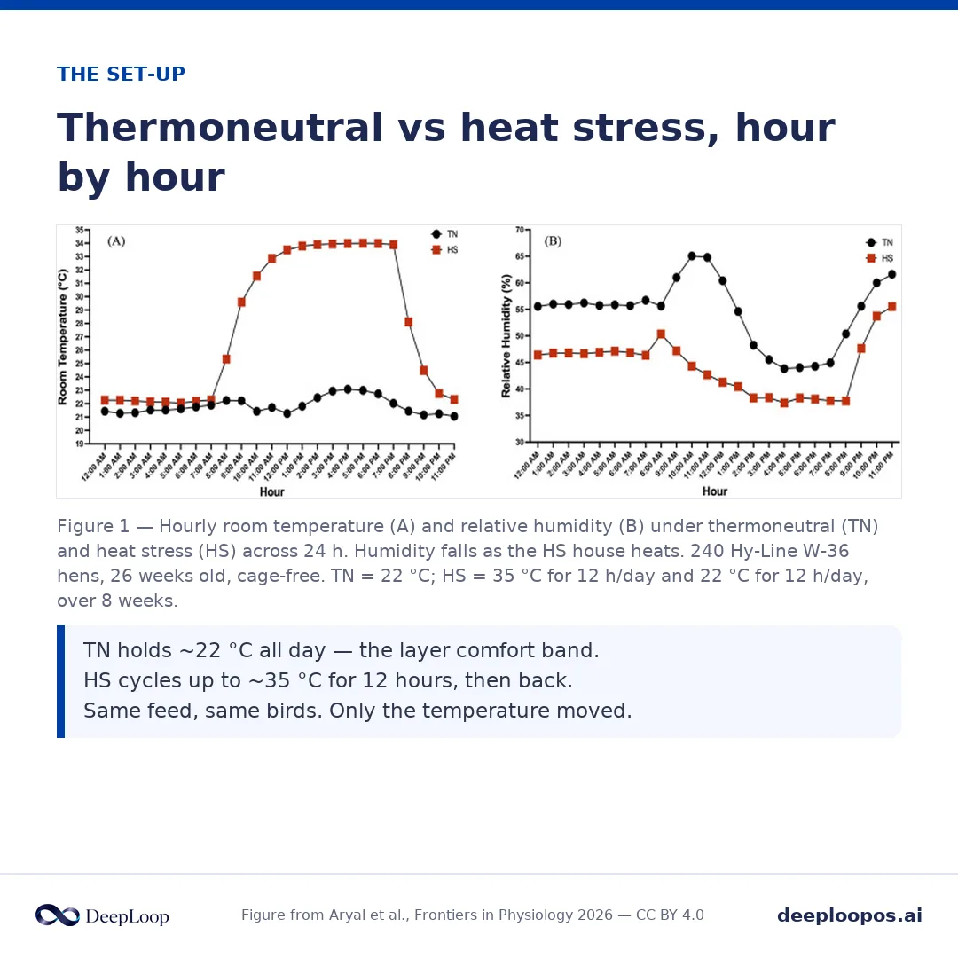 From the Ohio State study - cycling hens to 35 °C cut feed intake and egg output against a 22 °C thermoneutral control.