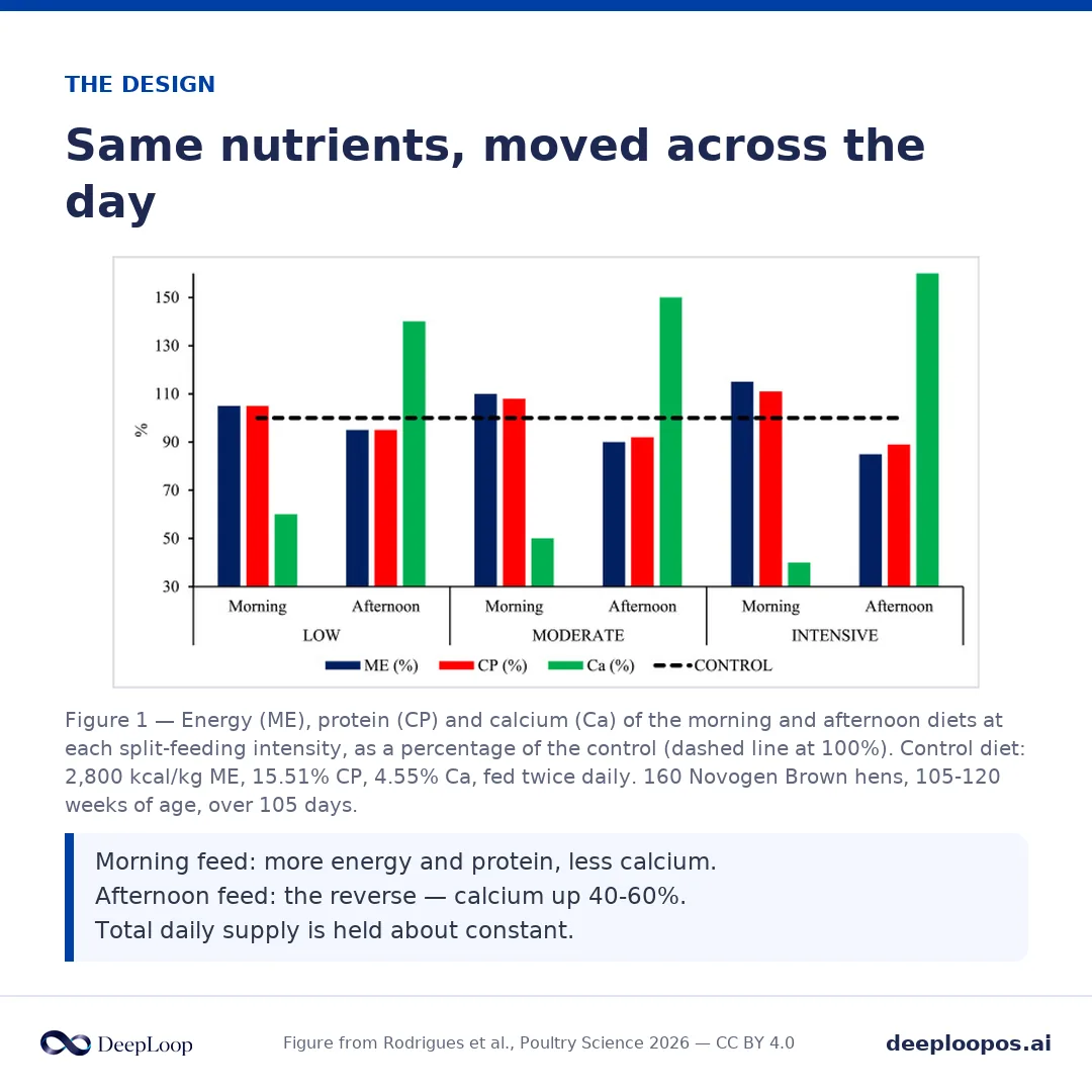From the split-feeding study - shell strength and Haugh units improved on the temporal distribution of nutrients, not a higher total calcium intake.