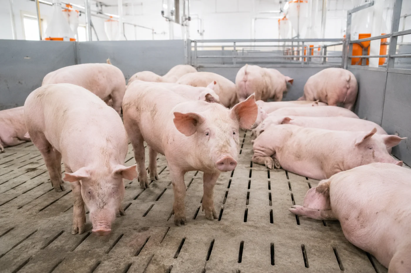 Pig Growth Targets: The Target Moves With the Weight