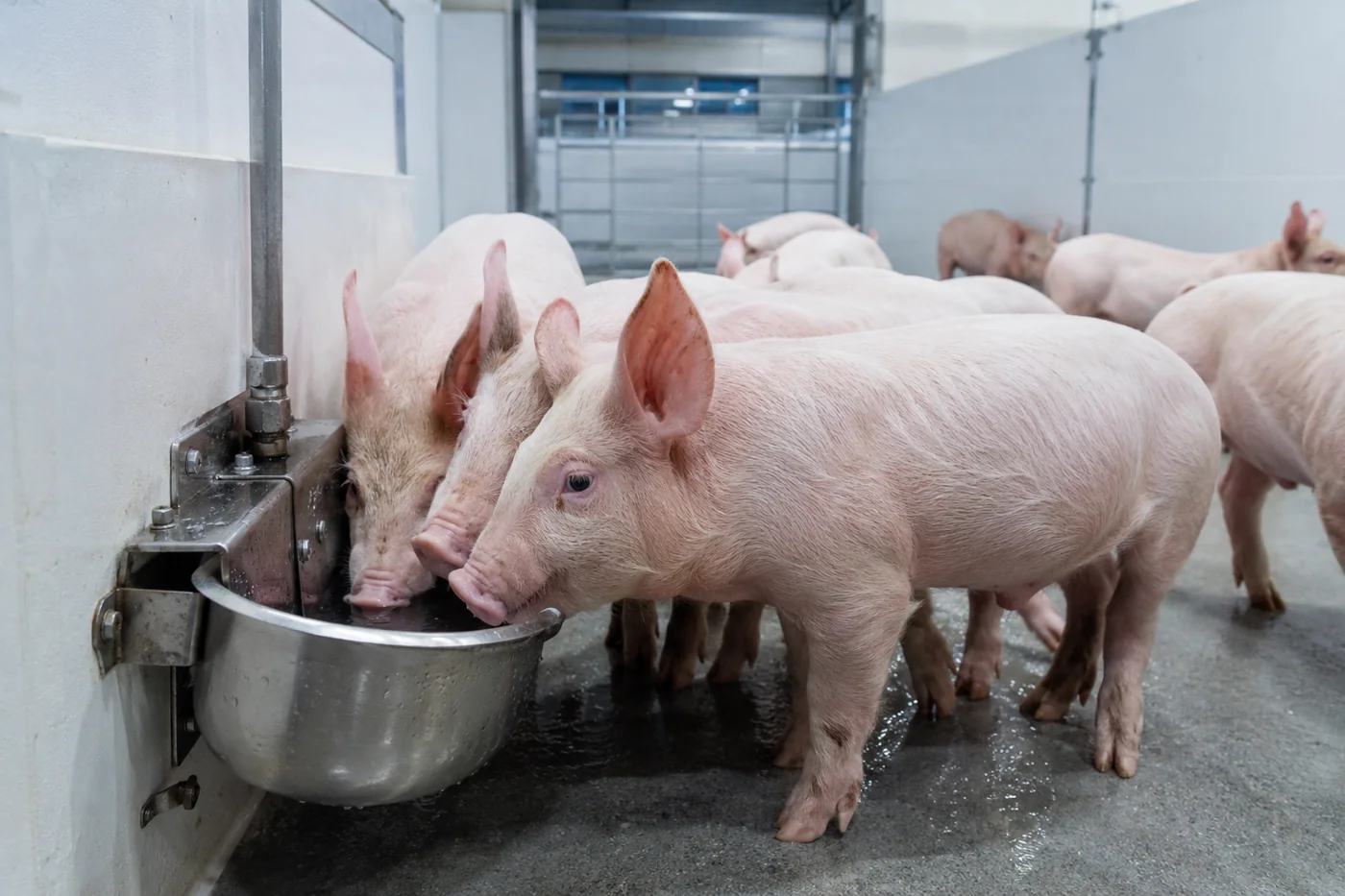 Pig Water: The Nutrient Nobody Meters Per Pen