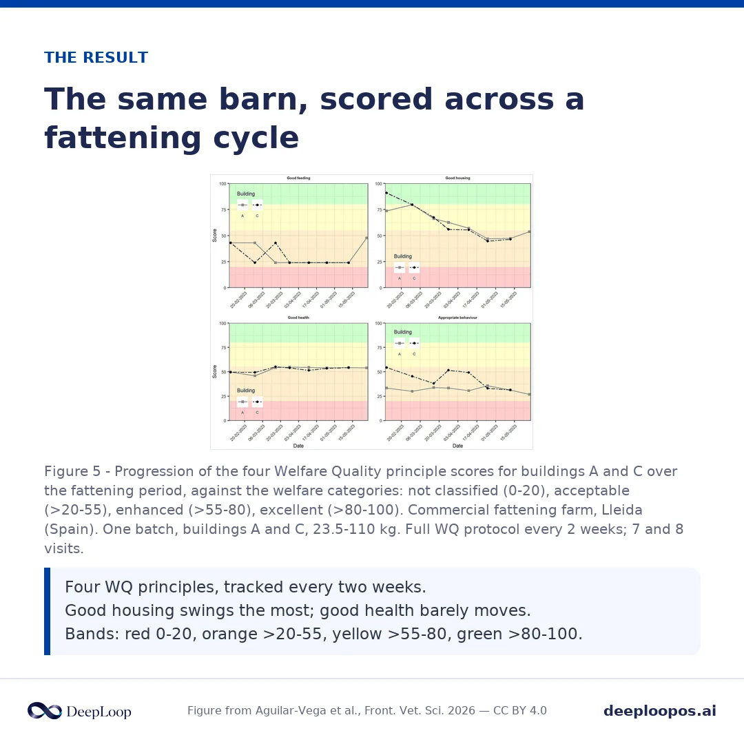 From the Spanish study - the same farm scored differently depending only on where in the fattening cycle the audit fell.