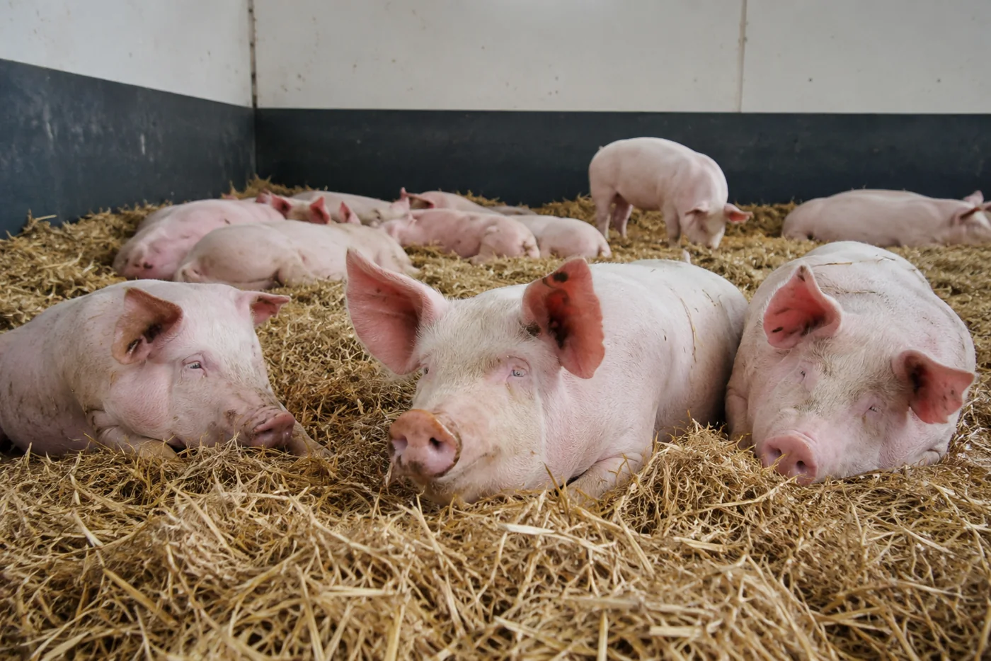 Pig Welfare: Score the Pig, Not Just the Pen